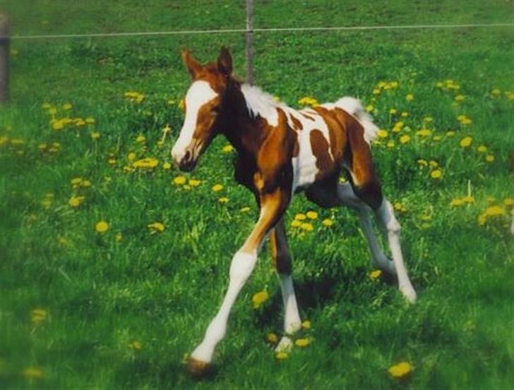 Pinto Pegasus   afdød :( - Pegasus 3 dage gammel billede 10