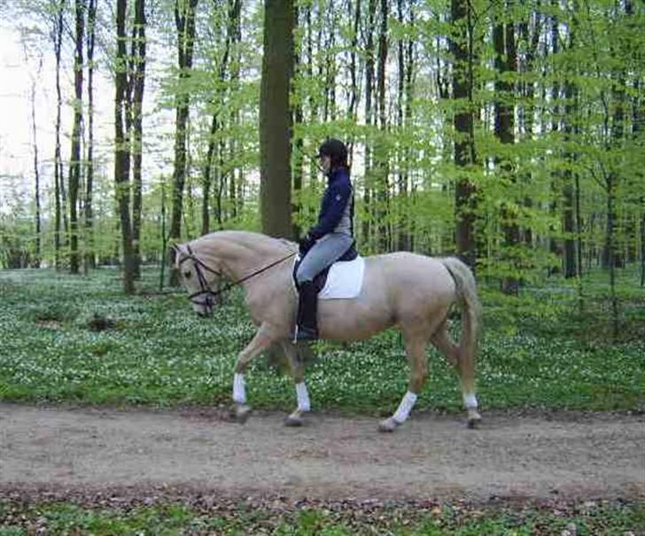 Palomino Bell Cavallo Fair Farina billede 9