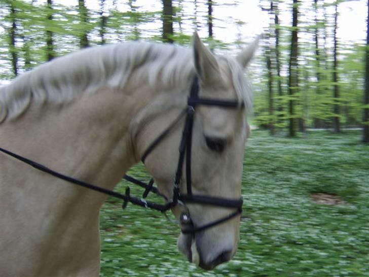 Palomino Bell Cavallo Fair Farina - Foråret 2009 billede 10