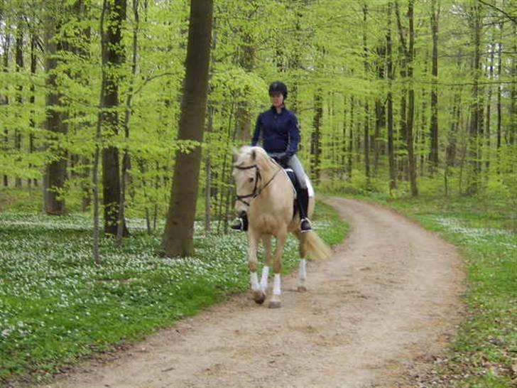 Palomino Bell Cavallo Fair Farina billede 11