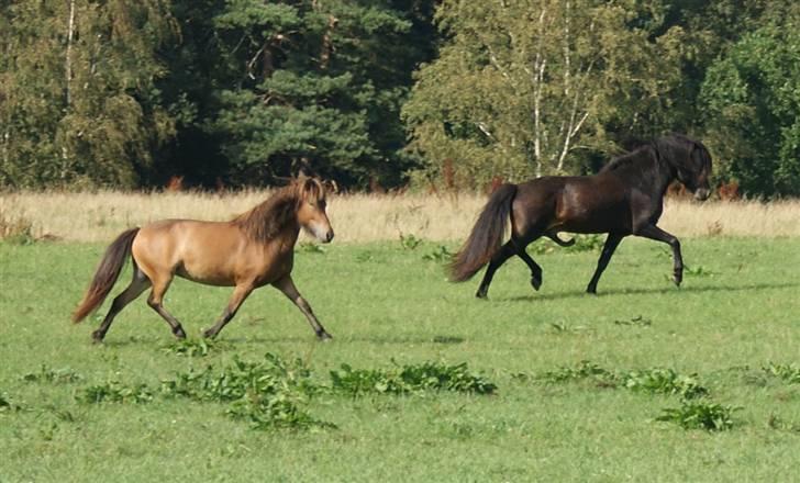 Islænder Tritla fra Rønnekildegård - d. 11 august 09. Forestil jer lige et gangføl de to vil lave sammen.  billede 13