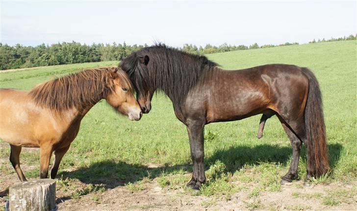 Islænder Tritla fra Rønnekildegård - Hugur og Tritla.  billede 14