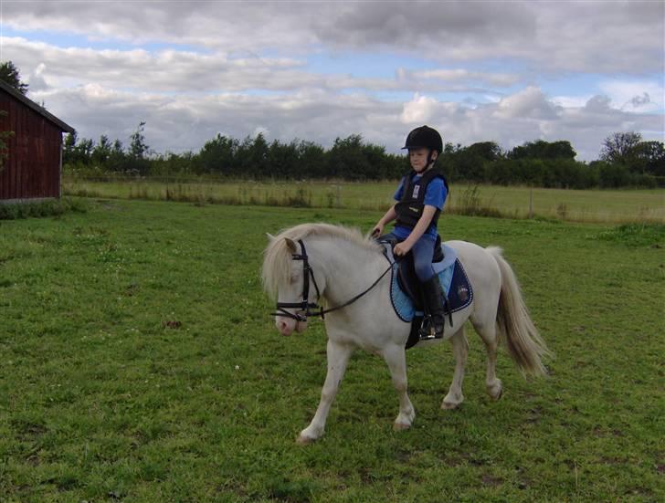 Welsh Pony af Cob-type (sec C) Casanova - Tjuhej hvor der går billede 18