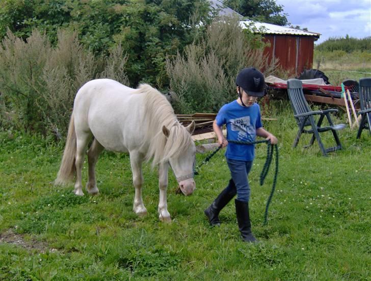 Welsh Pony af Cob-type (sec C) Casanova - Det perfekte par<33 billede 19