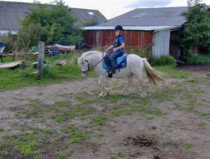 Welsh Pony af Cob-type (sec C) Casanova - Se hvor han går!:) billede 20