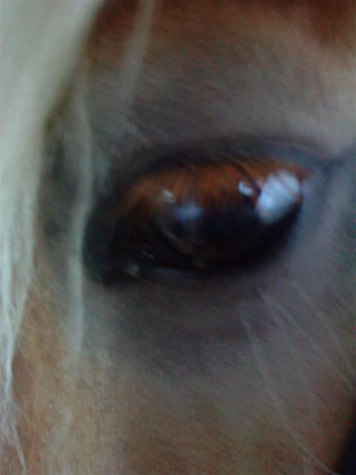 Haflinger Starlight *RIP* - Hans smukke øje! billede 14