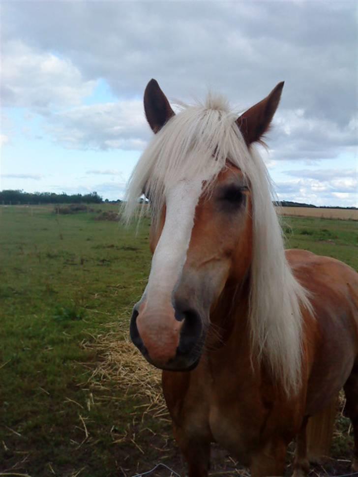 Haflinger Starlight *RIP* billede 15