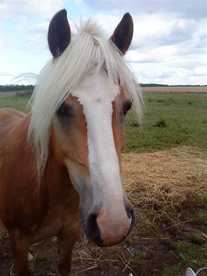 Haflinger Starlight *RIP* billede 16