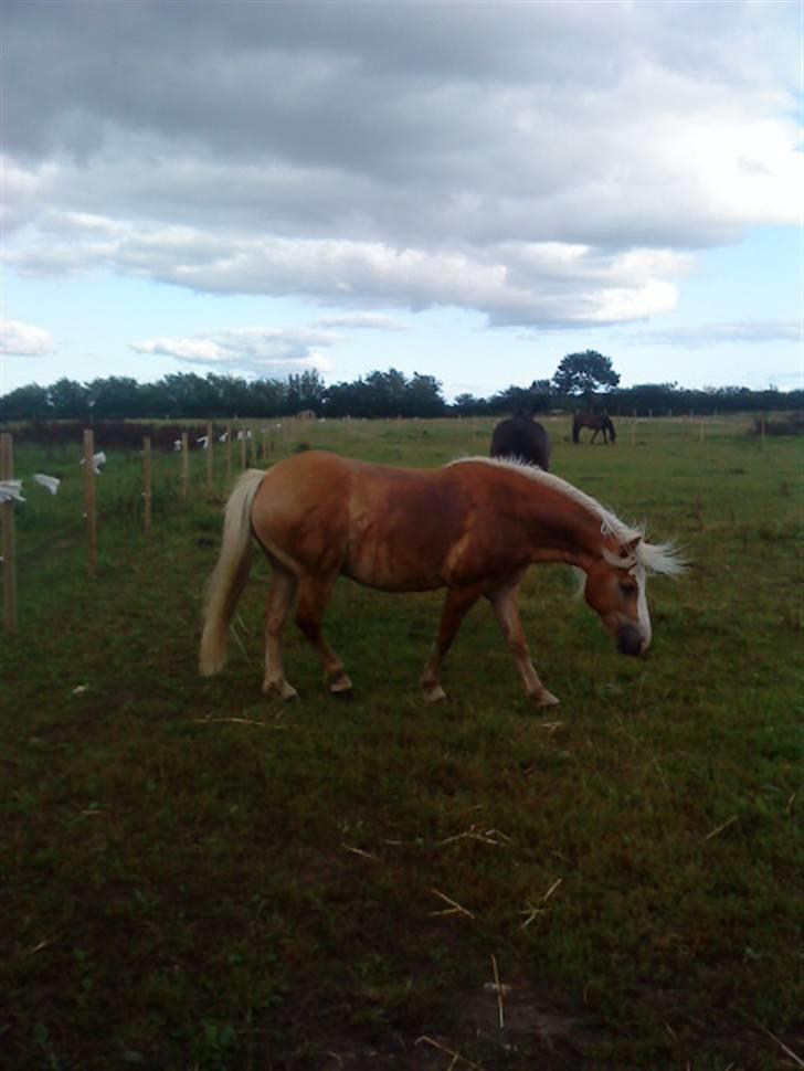 Haflinger Starlight *RIP* - Orker jeg at rulle mig??? billede 17