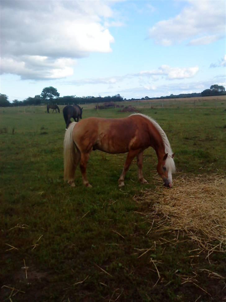 Haflinger Starlight *RIP* - eeelsker græs!!! billede 18
