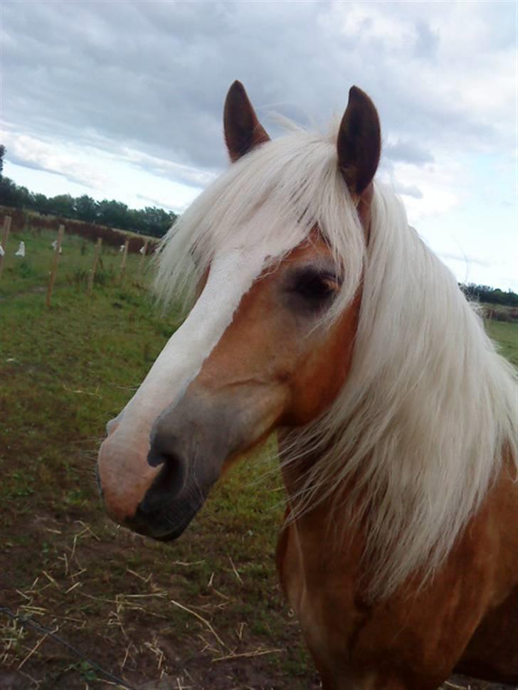 Haflinger Starlight *RIP* - Er man lidt skæv idag?? Hehehe... billede 19