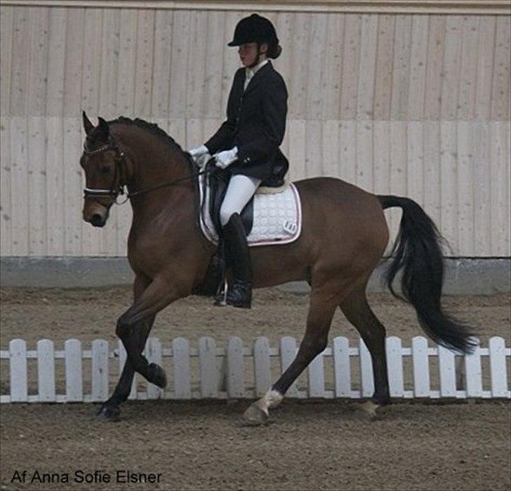 DSP Milan A.M. A-Pony<3 *SOLGT* - Landstævnet Vilhelmsborg april 2011 billede 11