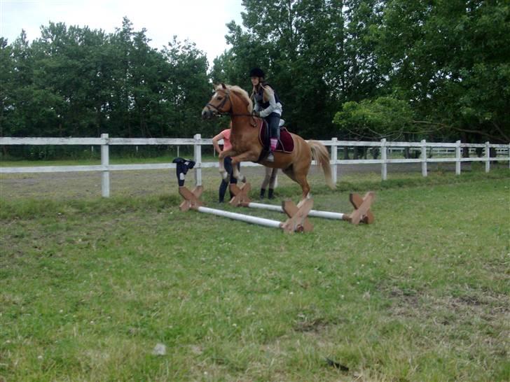 Anden særlig race Picasso!<3 - savnet. billede 11