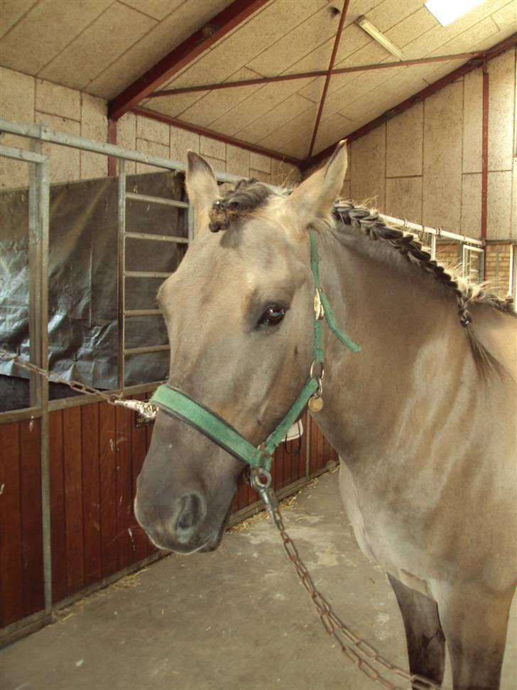 Anden særlig race Hannibal ( tidl. part) billede 1