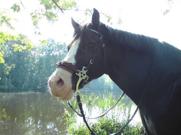 Welsh Pony af Cob-type (sec C) Dorthealyst Princess-Lea - Velkommen til hedes profil :) (i skoven) billede 1