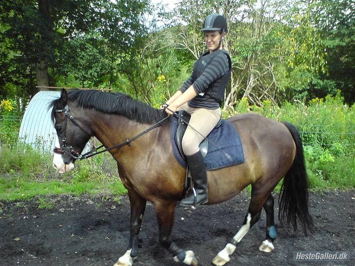 Welsh Pony af Cob-type (sec C) Dorthealyst Princess-Lea - Aller første gang (SSG) billede 2