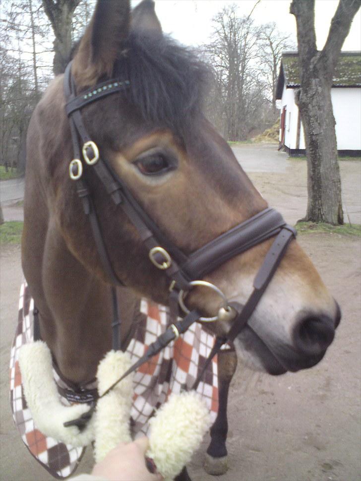 Dansk Varmblod Pyrussander Elevhest - Hovedebillede af skønne Pylle! :) billede 14