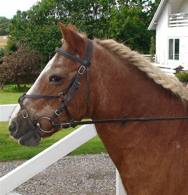 Anden særlig race Jack R.I.P :`( - i må altså give mig ret i at jeg er smuk  billede 10