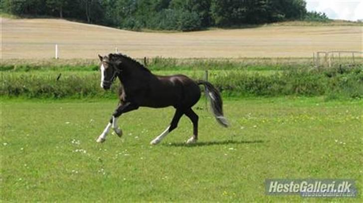 Welsh Cob (sec D) Fronerthig Prince Teyrnon - Fronerthig Prince Teyrnon. Verdens dejligste hingstebasse!<33 billede 1