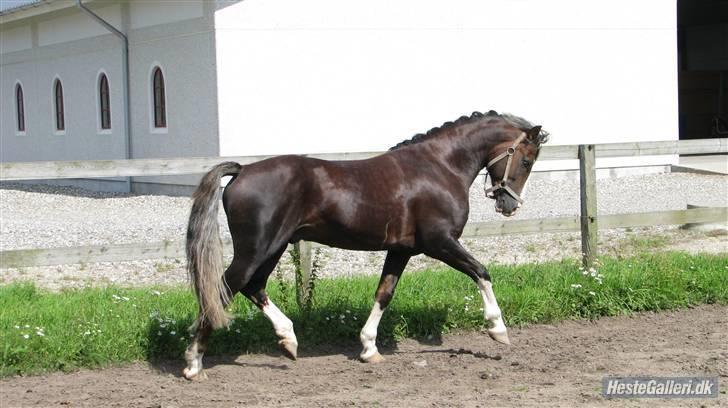 Welsh Cob (sec D) Fronerthig Prince Teyrnon - Prince fjoldre rund på fold efter stævne  billede 3