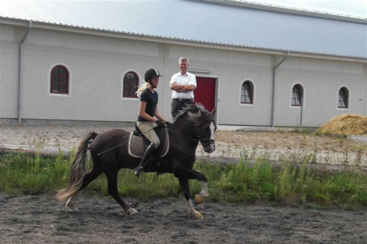 Welsh Cob (sec D) Fronerthig Prince Teyrnon - træning D. 11/8  galop i solskin :) billede 6