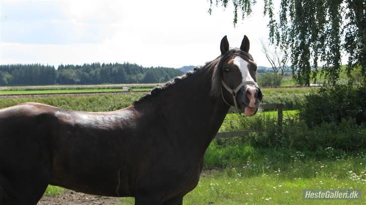 Welsh Cob (sec D) Fronerthig Prince Teyrnon - uhh! Der kom lige nogle meget spændende heste forbi  hans fold :) billede 8