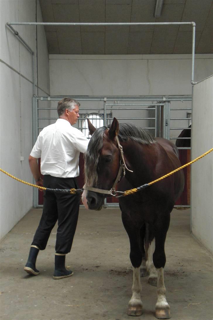 Welsh Cob (sec D) Fronerthig Prince Teyrnon - far som lige strigler prinsen<3 billede 9