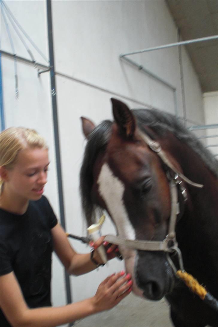 Welsh Cob (sec D) Fronerthig Prince Teyrnon - hehe :) "som om jeg gider at have crem på julle?"  billede 10