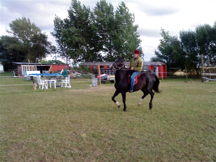 Hollandsk Varmblod Tornado - min søn jannick ville osse lige prøve billede 8