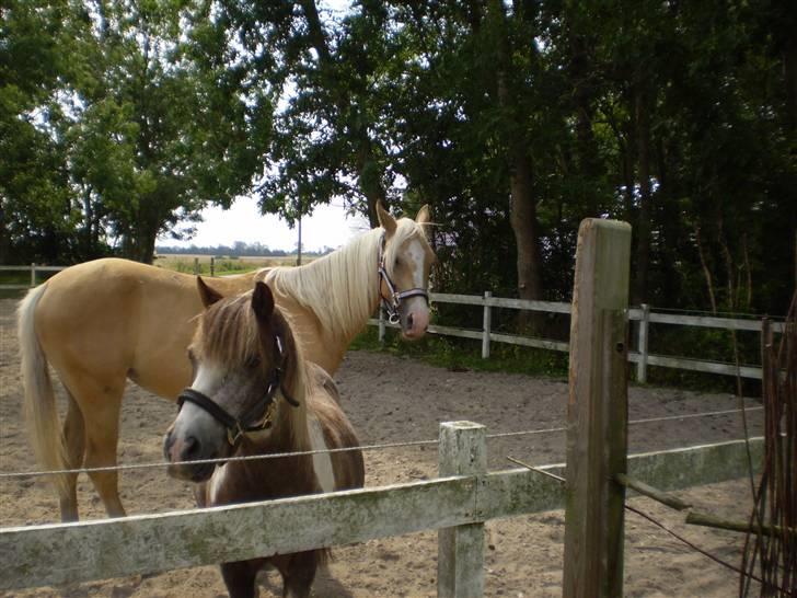 Palomino Diva billede 1