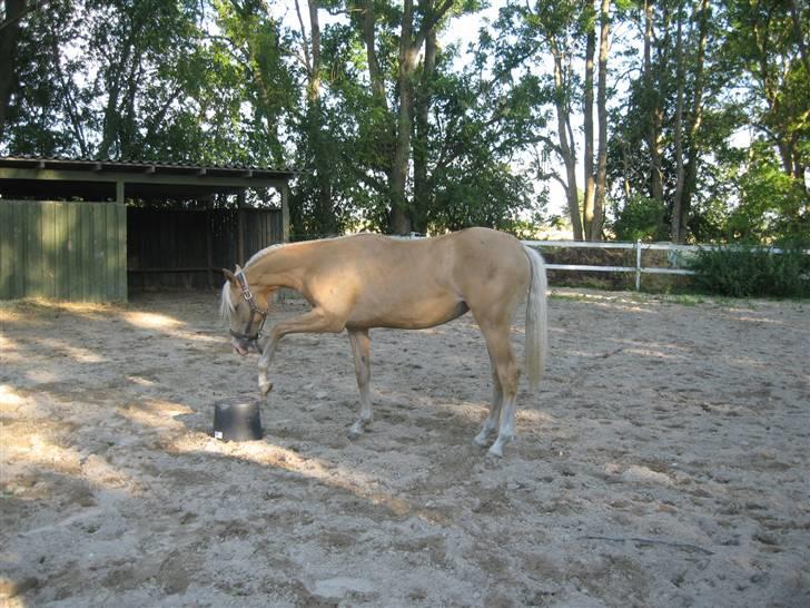 Palomino Diva billede 2