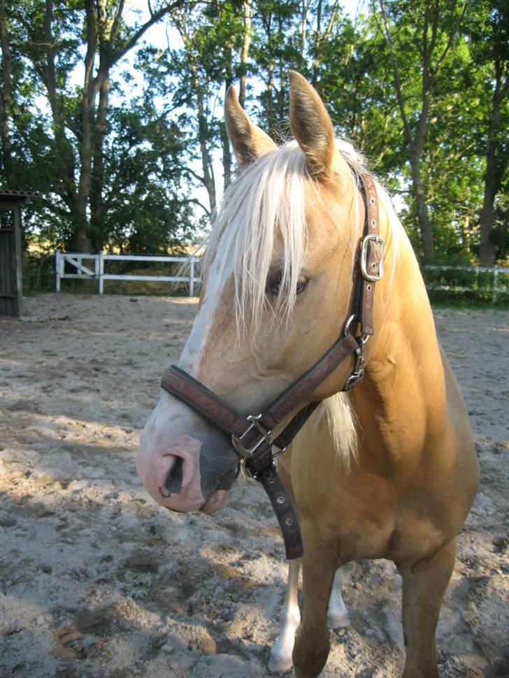 Palomino Diva billede 3