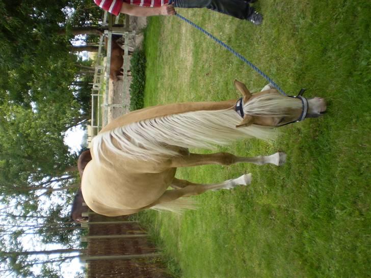 Palomino Diva billede 4