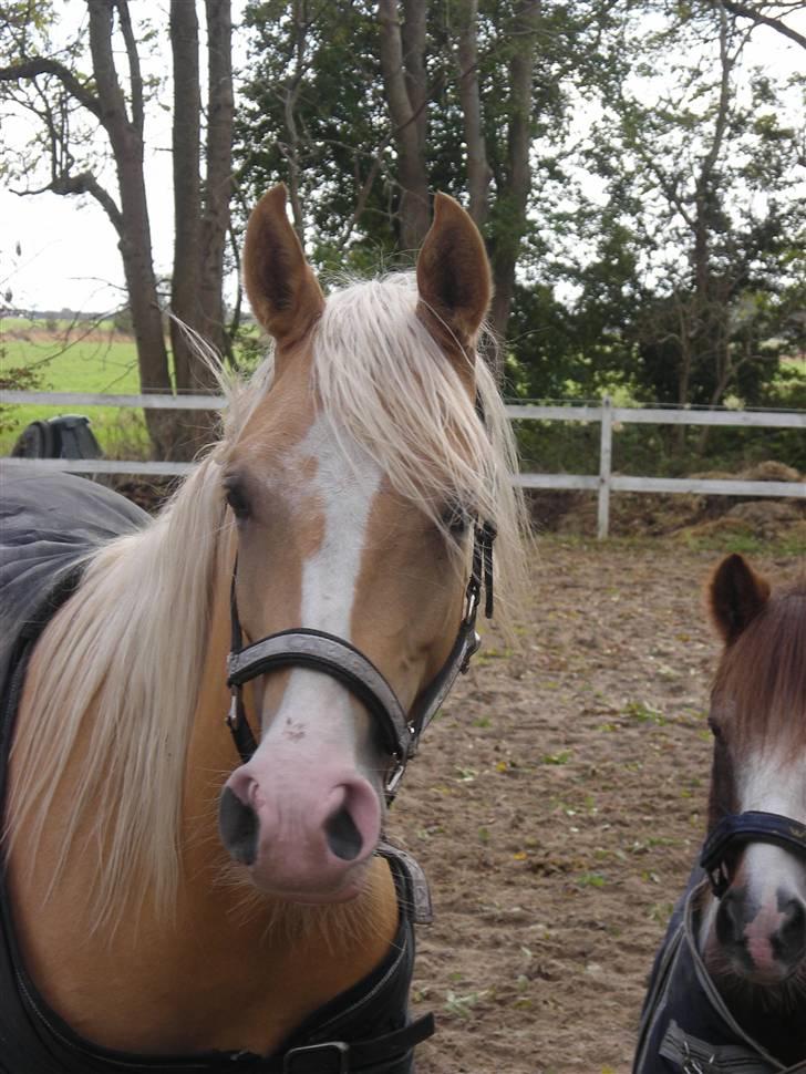 Palomino Diva billede 5