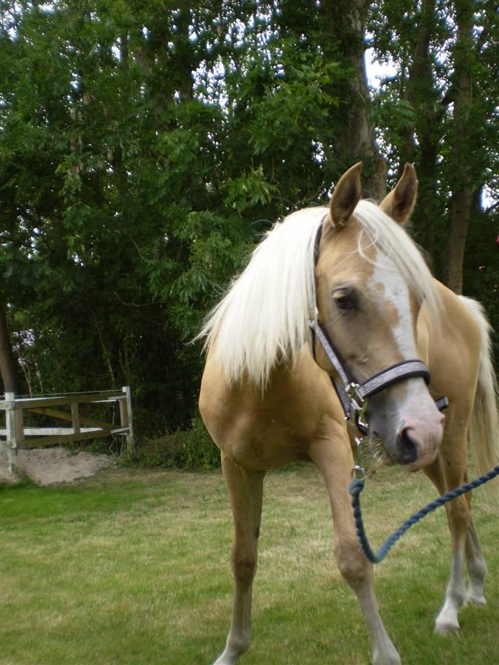 Palomino Diva billede 6