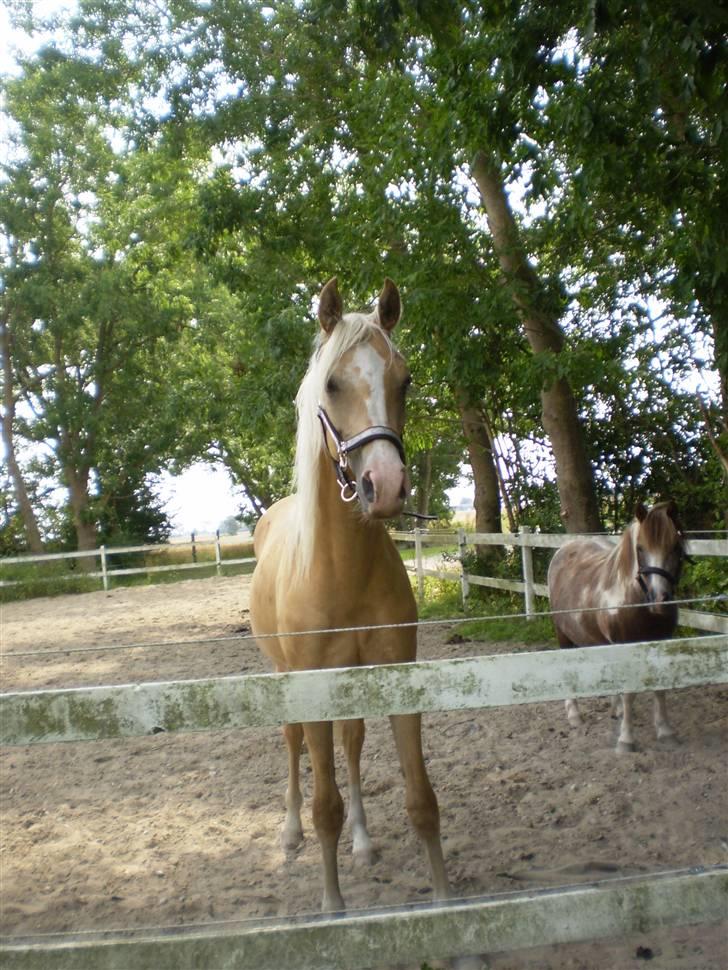 Palomino Diva billede 7