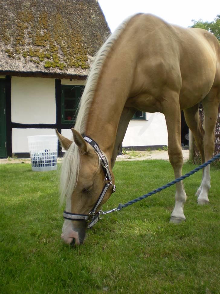 Palomino Diva billede 9