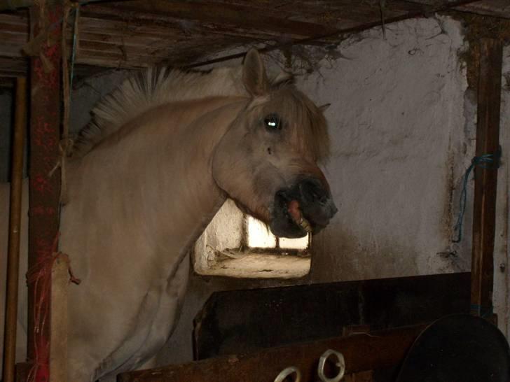 Fjordhest Polly R.I.P 2. Feb 2018 - skulle lige rense tænder altså, kan du ikke se der sidder noget lige der:D billede 16