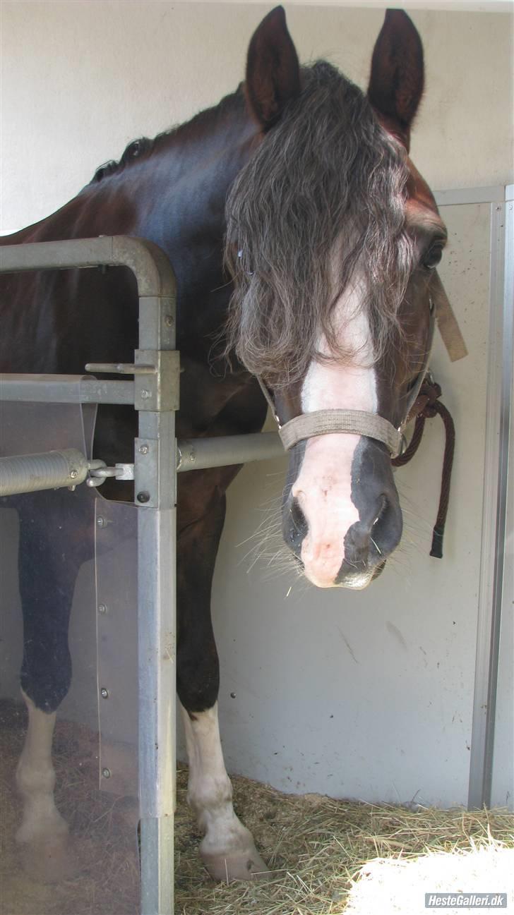 Welsh Cob (sec D) Fronerthig Prince Teyrnon - Den lille skid. Står i traileren og kigger ud efter en hård dag efter stævne (: billede 11