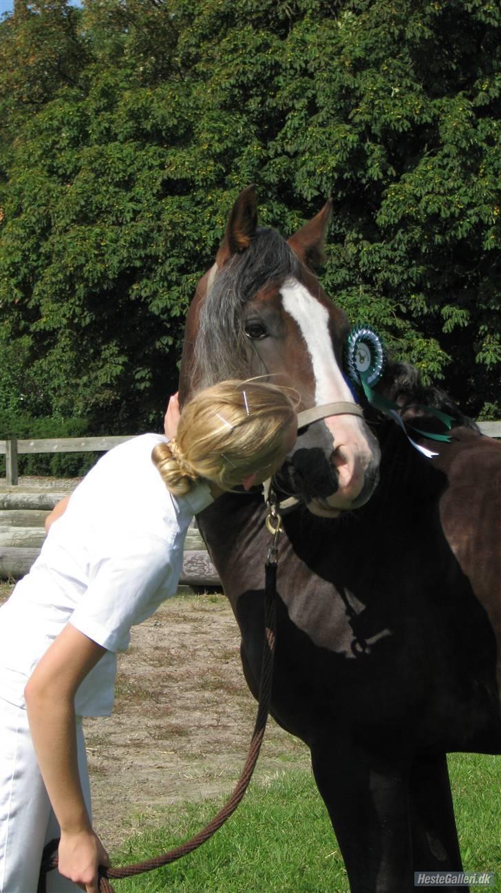 Welsh Cob (sec D) Fronerthig Prince Teyrnon - Et lille kys til den flotte<3 billede 12