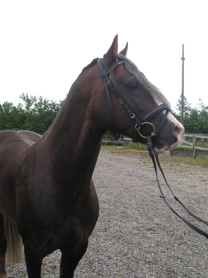 Welsh Cob (sec D) Fronerthig Prince Teyrnon - efter vi lige havde været ude at ride :) billede 13