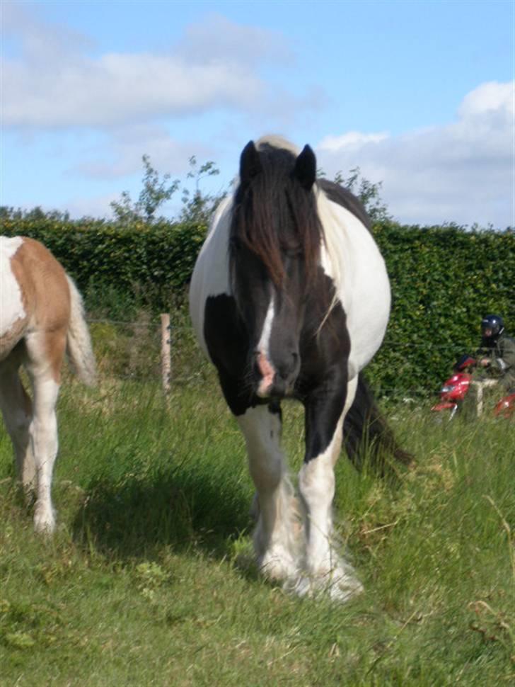 Irish Cob Katinka - Katinka billede 1