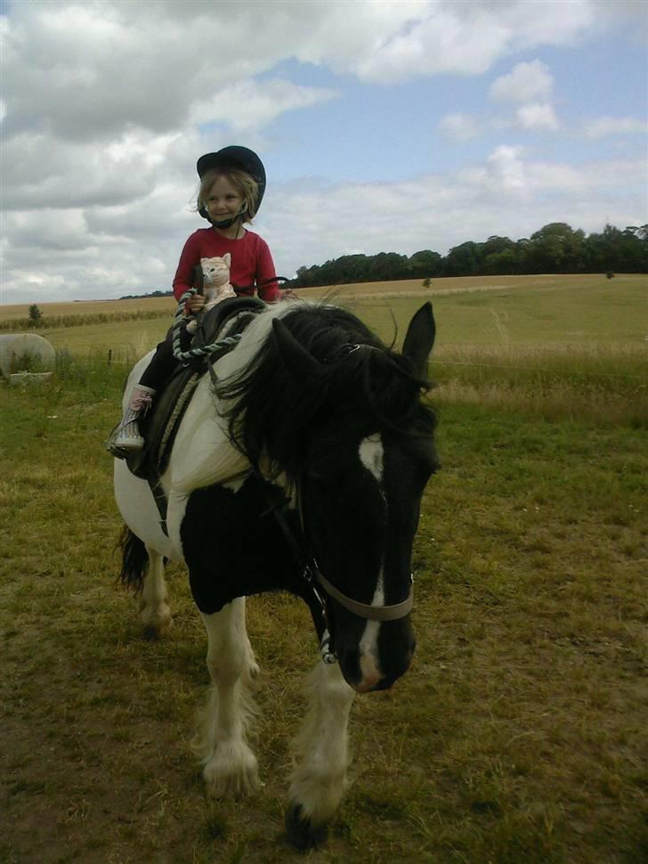 Irish Cob Katinka - Selv Frederikke på 3 kan styre Katinka (med lidt hjælp) billede 2