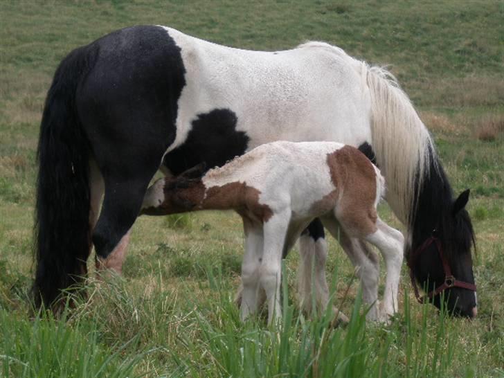 Irish Cob Katinka - Zaphira lige født billede 3