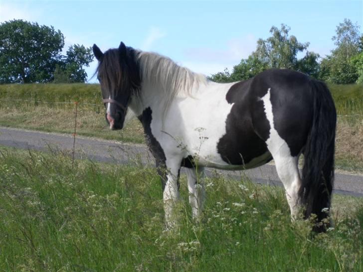 Irish Cob Katinka - Trænger stadig til lidt slankekur billede 4