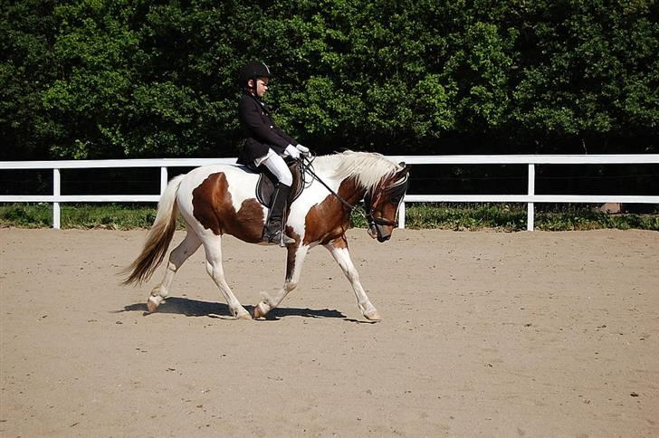 Anden særlig race Hidalgo - Tobias til stævne i maj 2009 billede 1