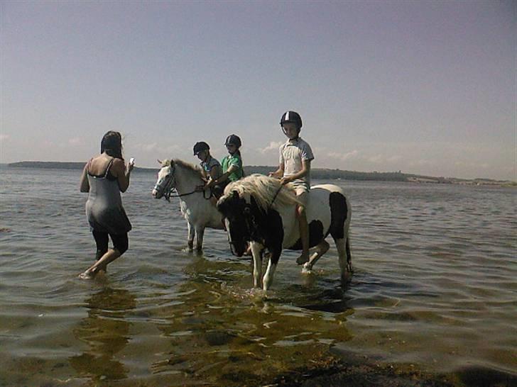Anden særlig race Hidalgo - dejlig dag ved vandet billede 4
