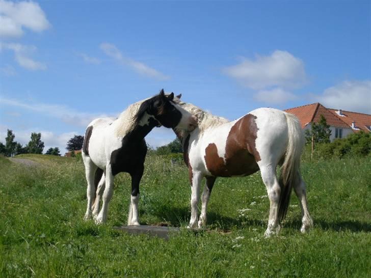 Anden særlig race Hidalgo - Bedste venner billede 5