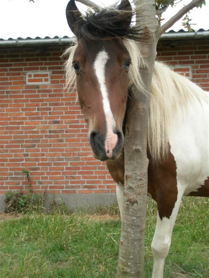 Anden særlig race Hidalgo - jeg klør mig da bare!!! billede 6