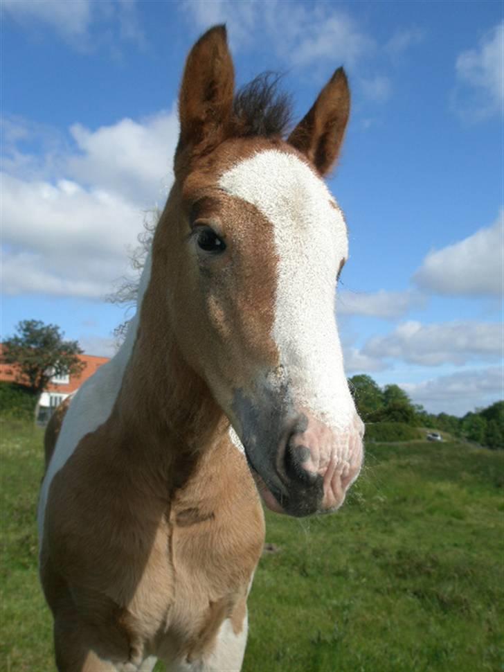 Irish Cob Bundolo's Zaphira - juli måned billede 5